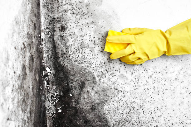 Best Home Mold Removal  in Kekoskee, WI
