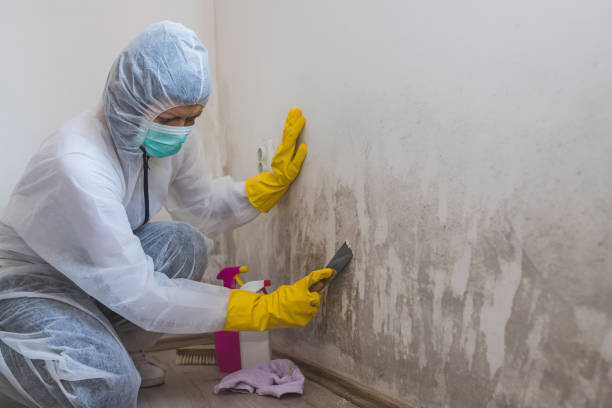 Best Same-Day Mold Removal  in Kekoskee, WI