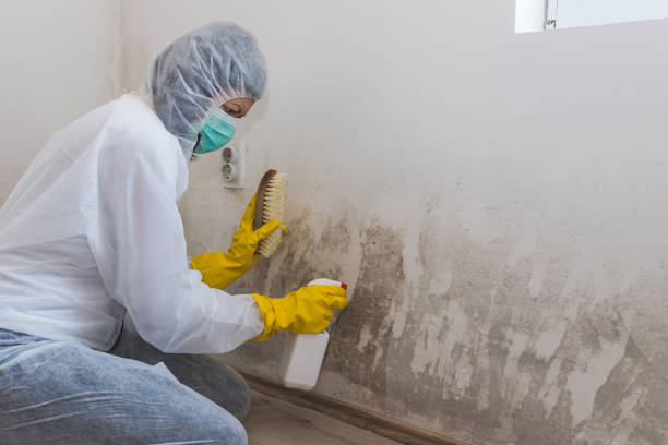 Best Fast Mold Removal  in Kekoskee, WI