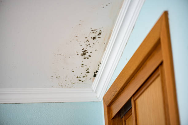 Best Mold Removal Company Near Me  in Kekoskee, WI