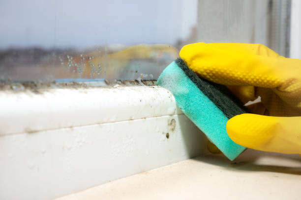 Best Mold Damage Repair  in Kekoskee, WI