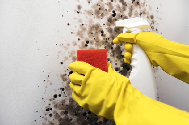 Best Commercial Mold Removal  in Kekoskee, WI