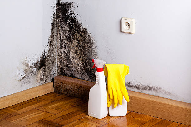 Best Mold Removal Process  in Kekoskee, WI