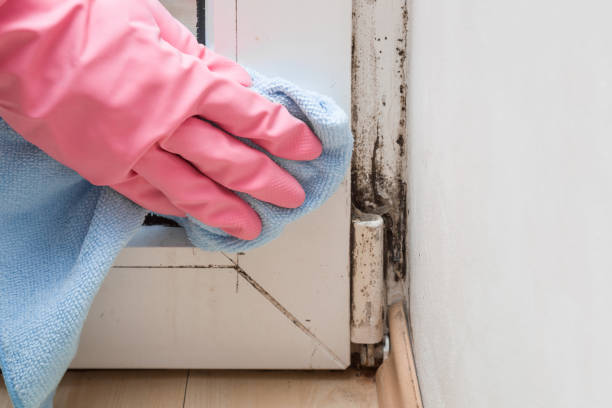 Best Black Mold Removal  in Kekoskee, WI