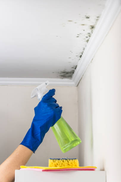 Best Mold Removal and Inspection  in Kekoskee, WI